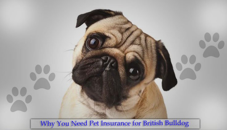 Pet Insurance is Essential for Bulldogs