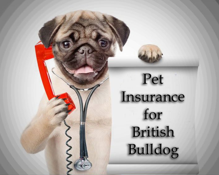 Pet Insurance for British Bulldog